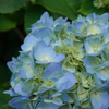 晴れの日の紫陽花