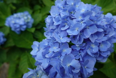 よへな紫陽花園