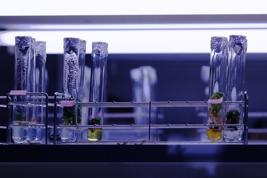 plants lab