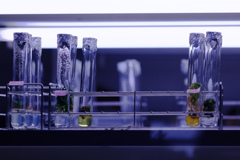 plants lab