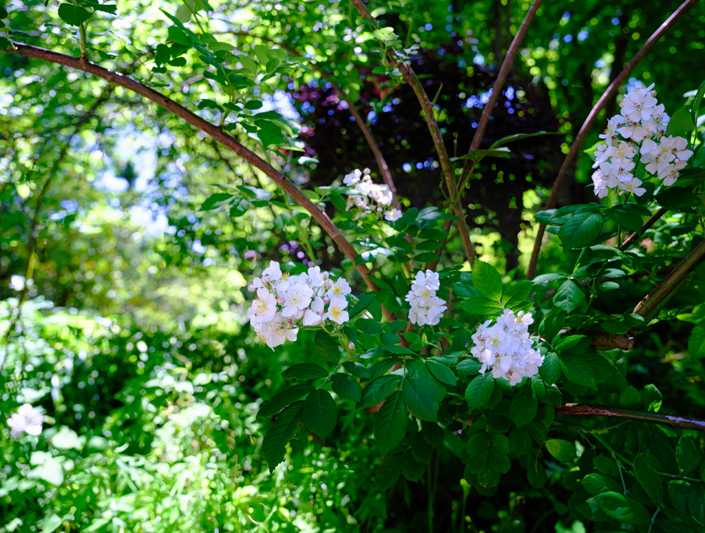 北山緑化植物園-野茨