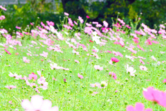 cosomos garden4