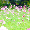 cosomos garden4