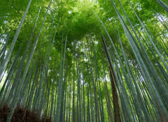 嵐山-竹林
