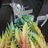 新緑の長谷寺-仁王門の折り鶴