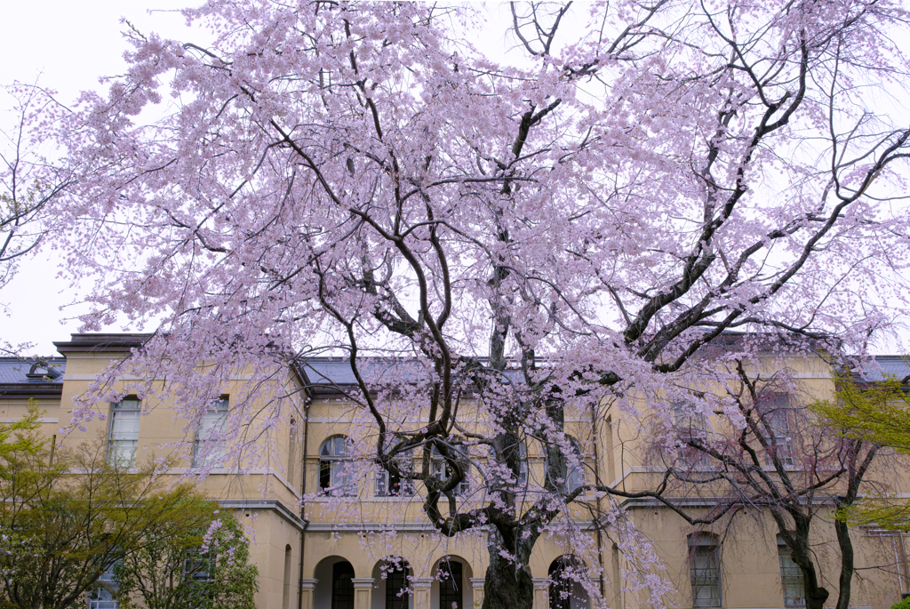 京都府庁旧本館の枝垂桜01