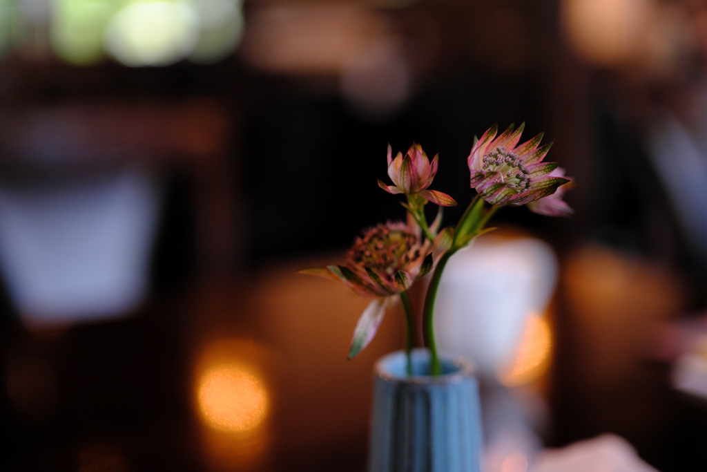 a flower named astrantia