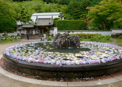 久安寺-具足池の紫陽花