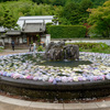 久安寺-具足池の紫陽花