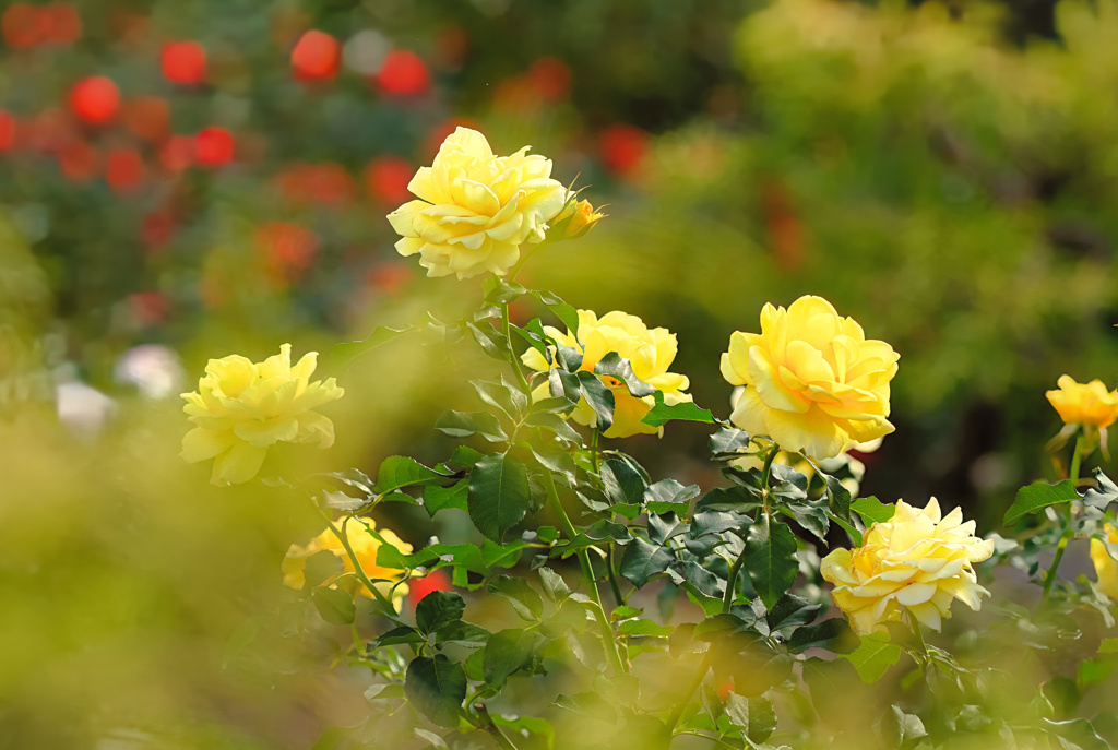 morning roses