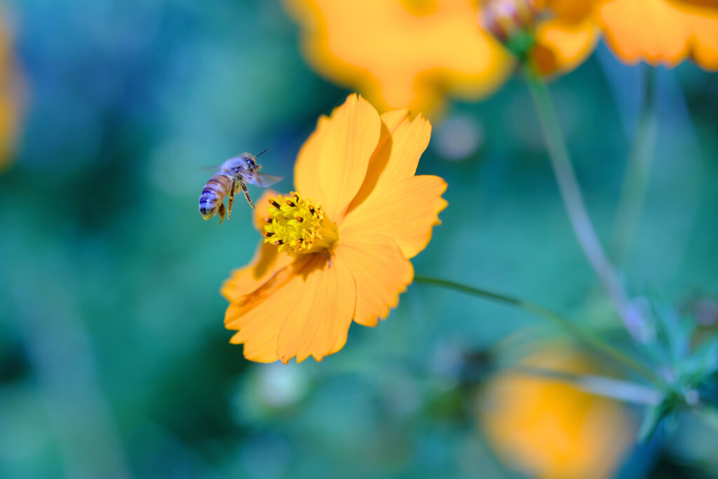 a bee and a cosmos