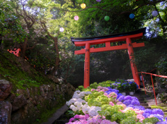 楊谷寺-鳥居と紫陽花