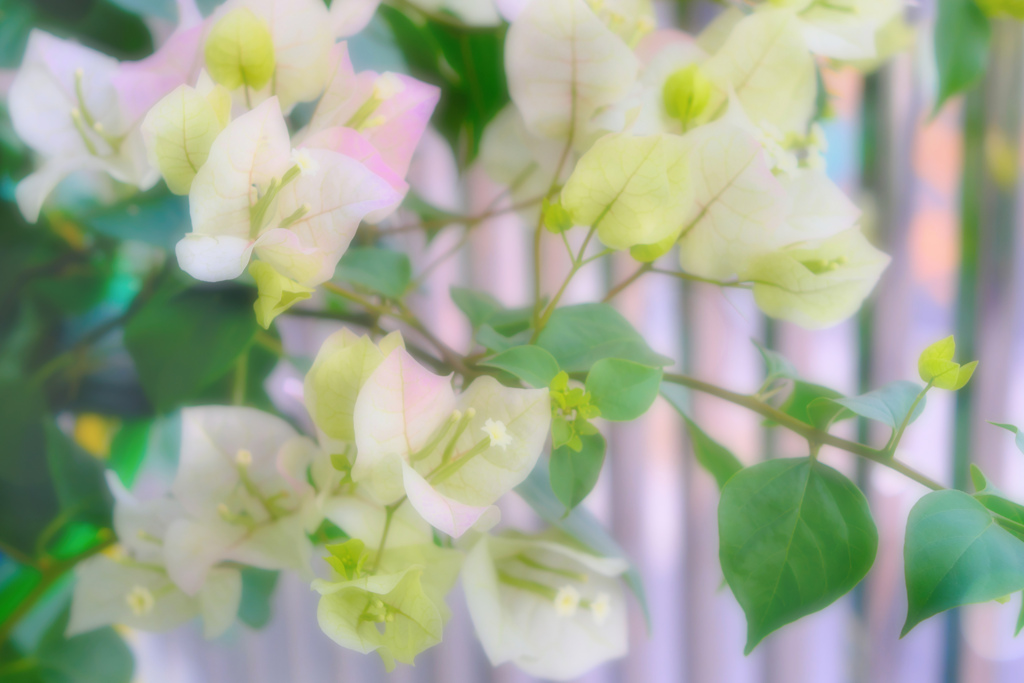 bougainvillea