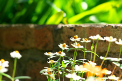 Flowers and Bricks