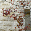 wall and leaves