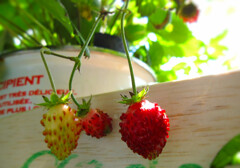 wild strawberry