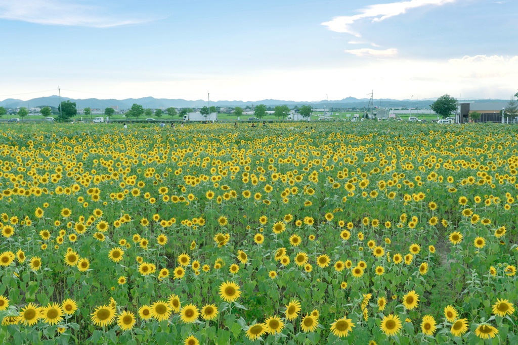 ひまわりの丘公園04-また来年