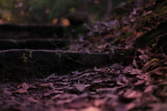 autumn leaves