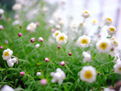 花が咲くのも雨が降るのも