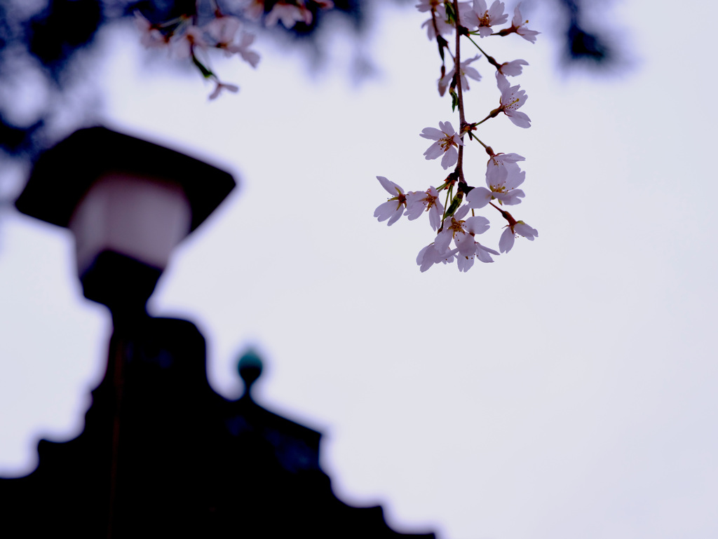 花曇り