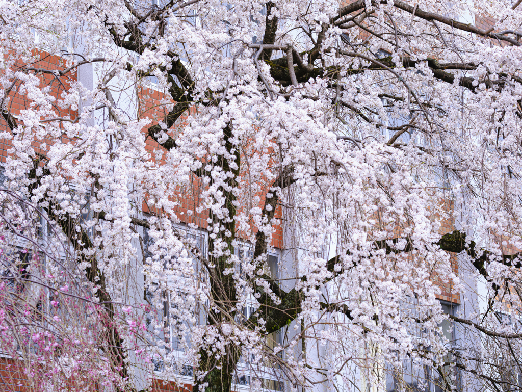 平安女学院前の枝垂桜