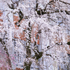 平安女学院前の枝垂桜