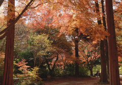 神戸森林植物園3
