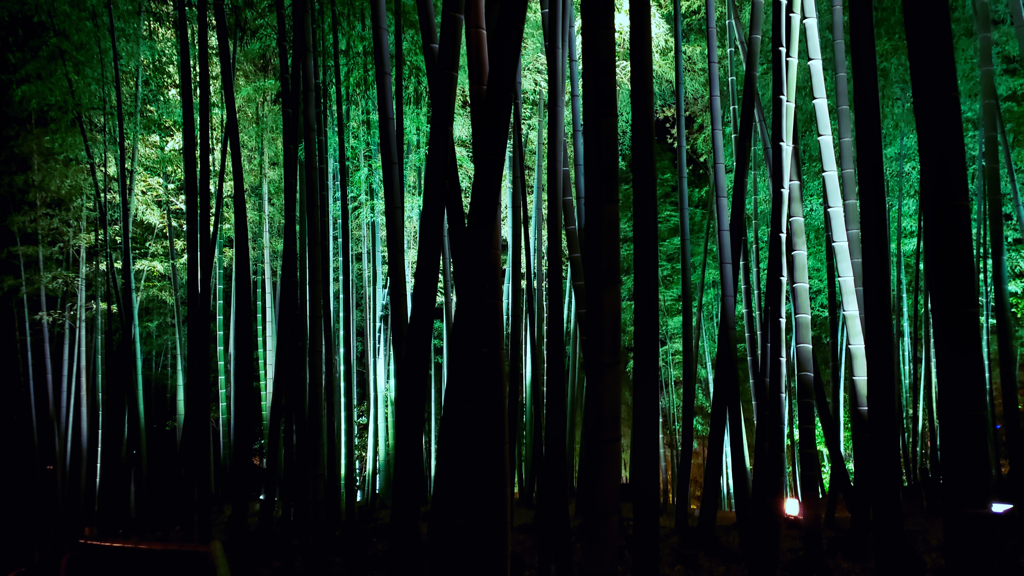 a bamboo grove