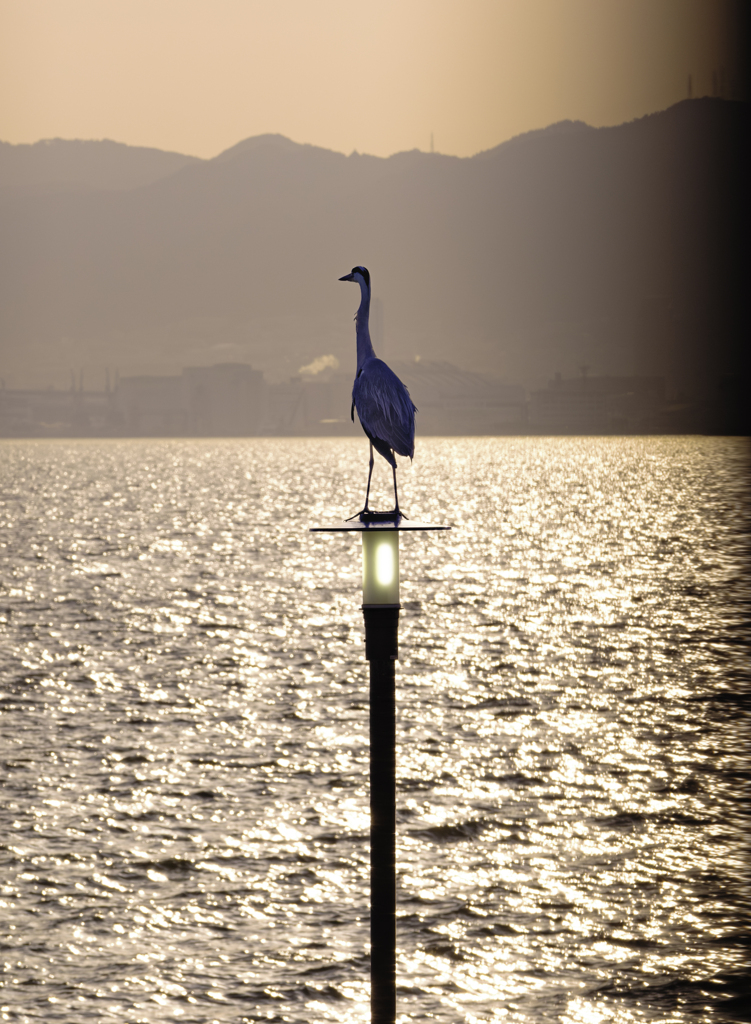 鳴尾浜のアオサギ