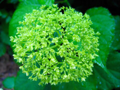  a hydrangea