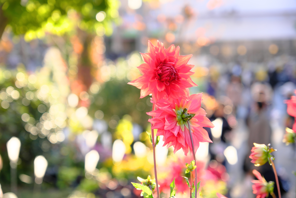 Hirakata Park3