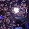 雨上がりの夜桜