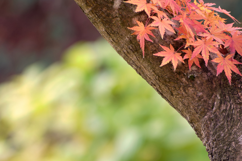 神戸森林植物園4