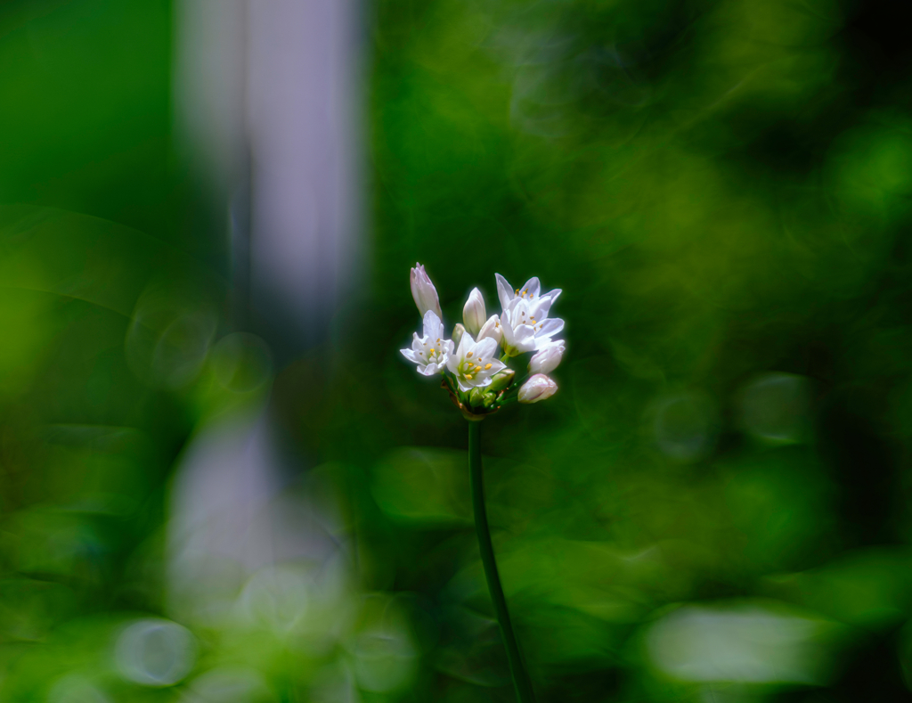 北山緑化植物園-畑ニラ