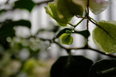 smell of rain