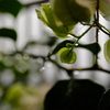 smell of rain