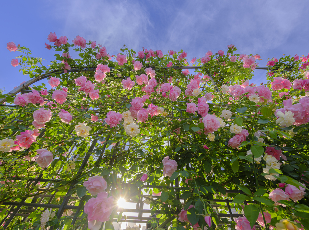 wall of roses