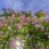 wall of roses