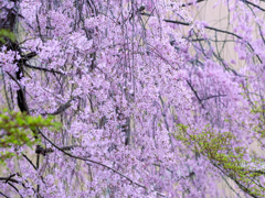 京都府庁旧本館の枝垂桜02