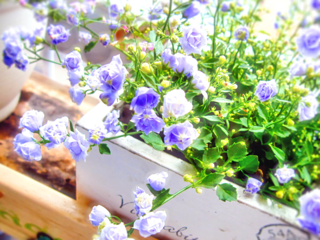 Campanula