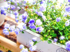 Campanula