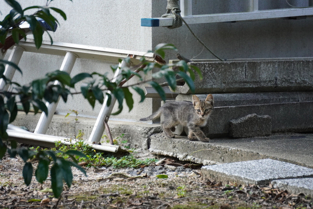 いなさそうでいる猫