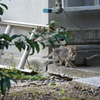 いなさそうでいる猫