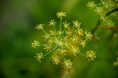 黄色い線香花火