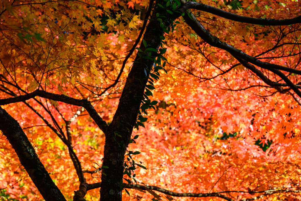 紅葉