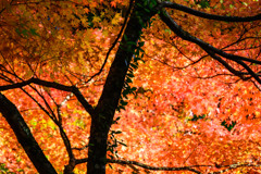 紅葉
