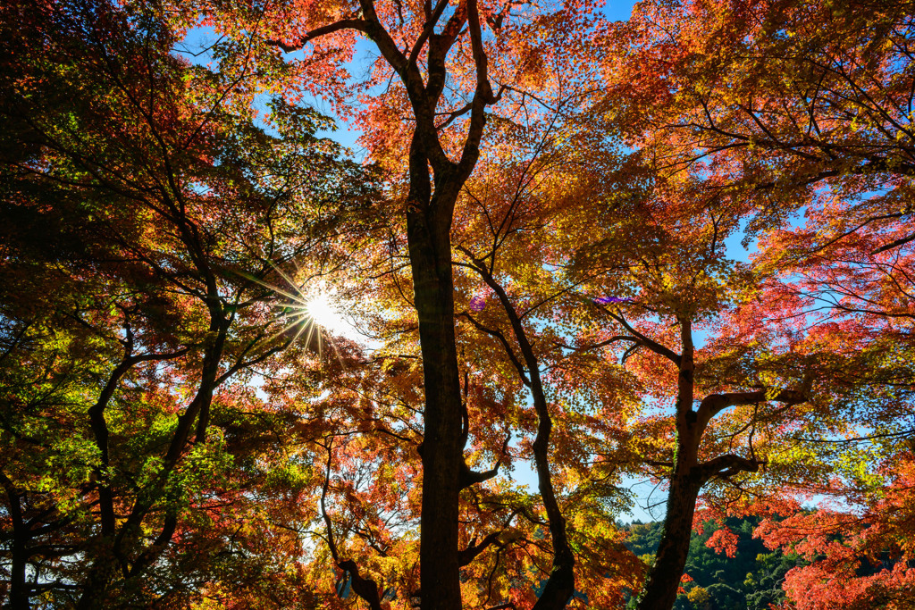 きらめく紅葉