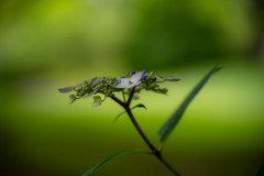 木陰に咲く