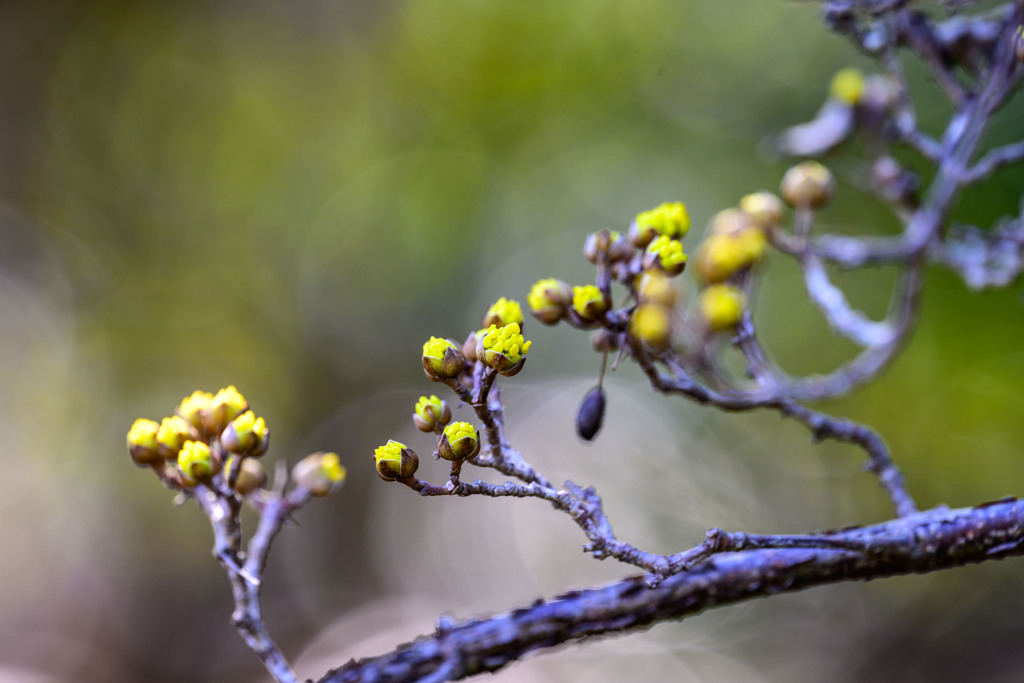 もう開花しているのかな ～植物園にも春の兆しが