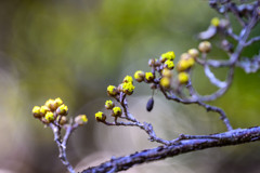もう開花しているのかな ～植物園にも春の兆しが